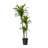 Drácena - Dracaena 'lemon Lime' - Altura 130-140cm - ⌀24cm