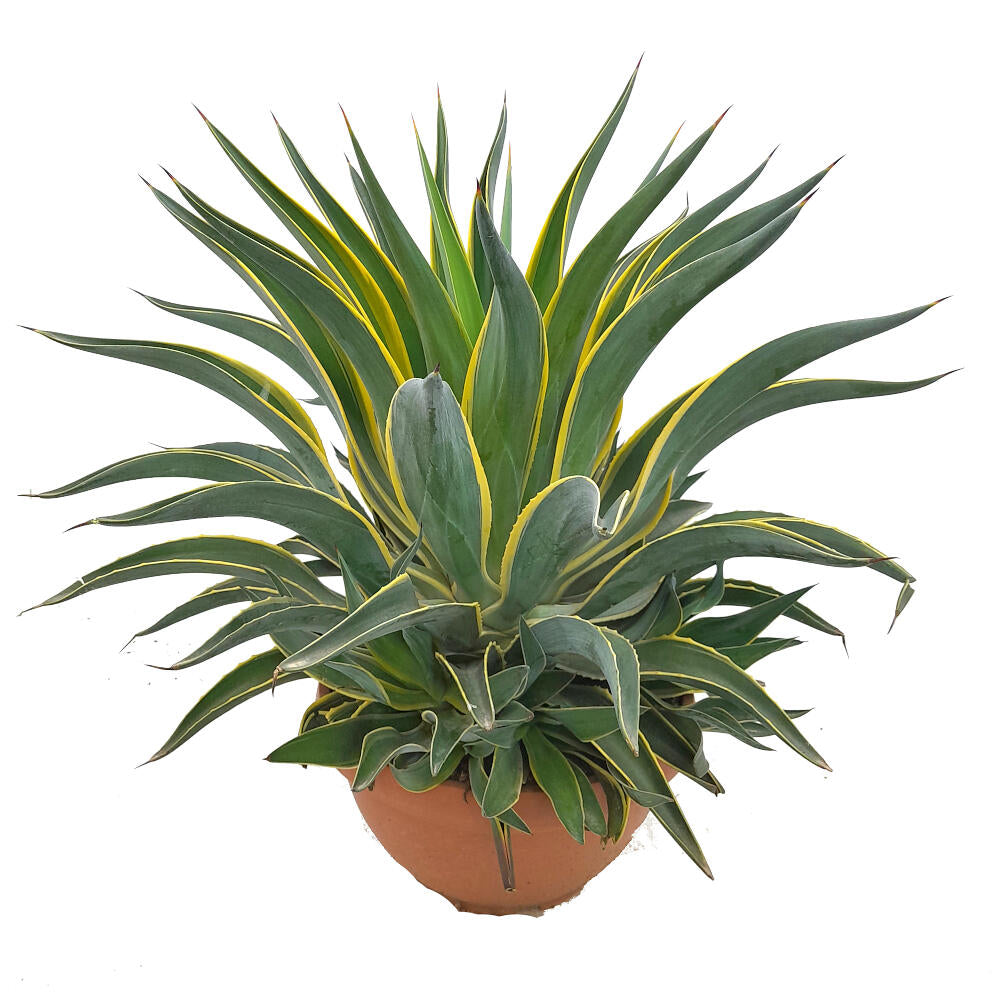 Agave Desmettiana Variegata T30 80cm_0