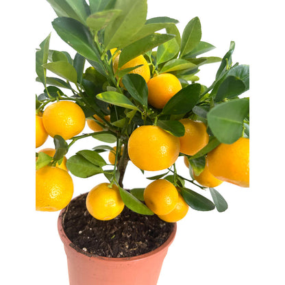 Calamondin M14 30cm (naranjo Miniatura)_1
