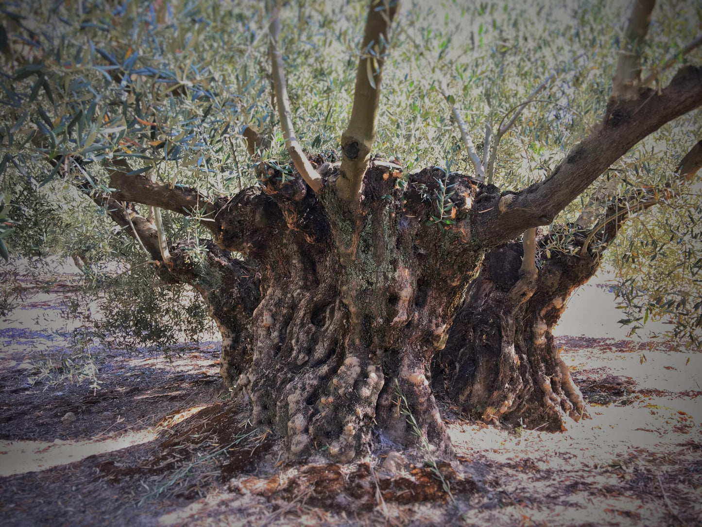 iOliva | Aceite De Oliva Virgen Extra |  Variedad Hojiblanca | Olivar Tradicional | Estuche 1l_5