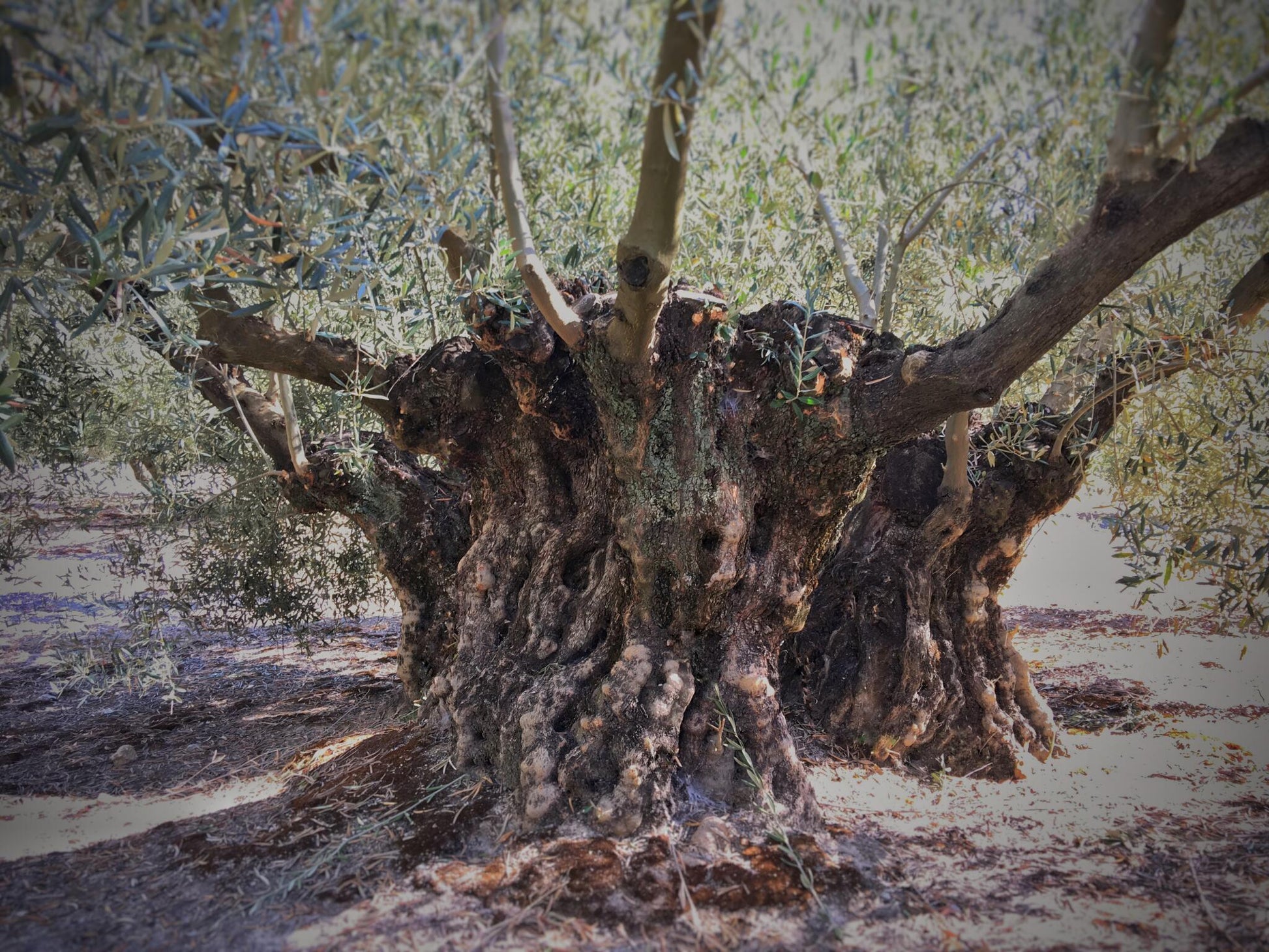 iOliva | Aceite De Oliva Virgen Extra |  Variedad Hojiblanca | Olivar Tradicional | Estuche 1l_5