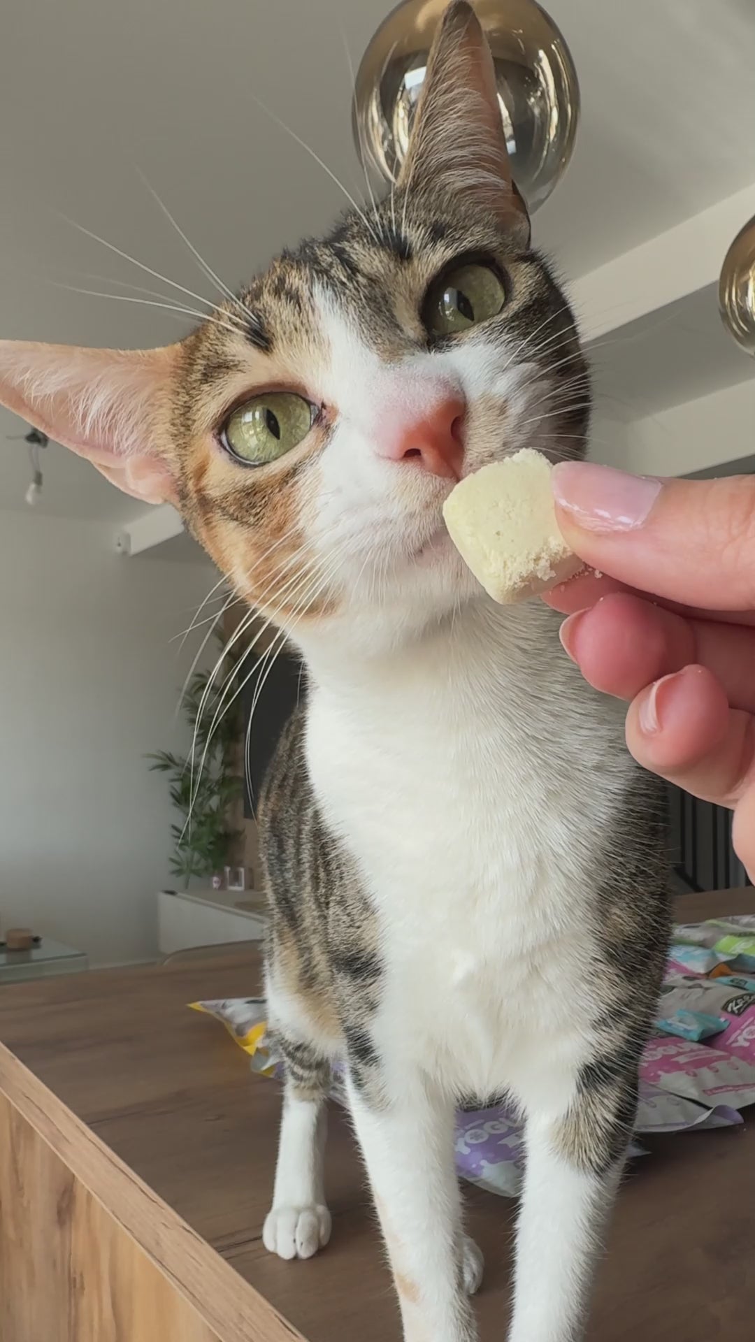 Kit Cat Yogurt Yums Liofilizado Queso 10g (10 unidades)