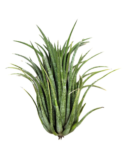 Tillandsia Ionantha Var. Rubra [m]; Planta Del Aire; Curiosarium; Altura 7-10 Cm_2