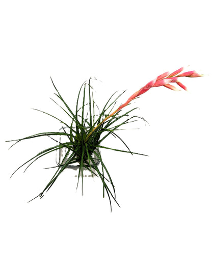 Vriesea correia-araujoi; Bromelía de floración llamativa; Curiosarium; Altura 20 cm, Diámetro 25 cm_1