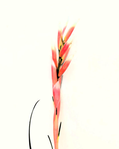 Vriesea correia-araujoi; Bromelía de floración llamativa; Curiosarium; Altura 20 cm, Diámetro 25 cm_4